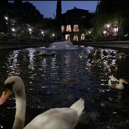 Rritja E Koranit Tushemisht